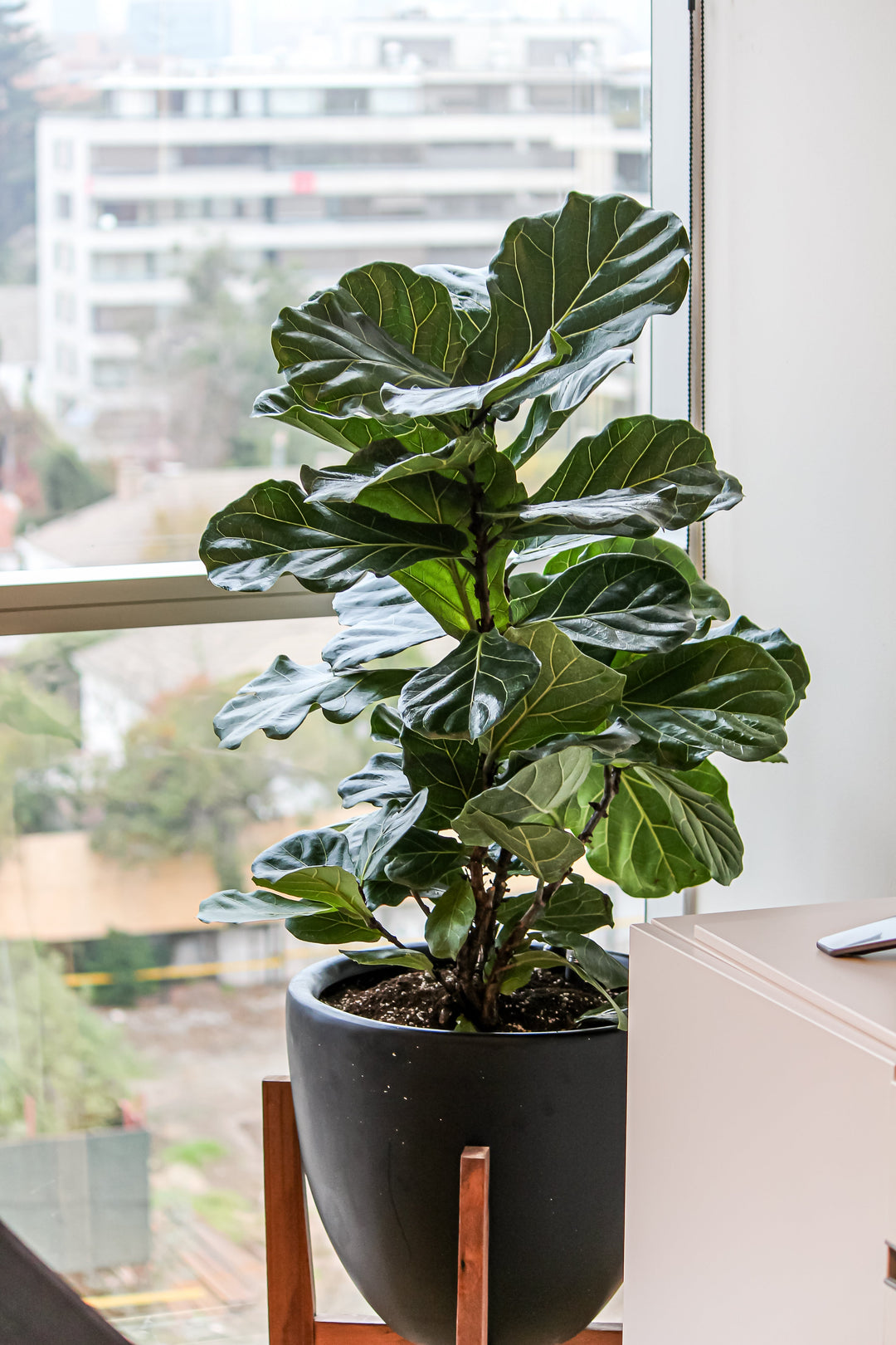 Cuidados para tu Ficus Lyrata en este invierno