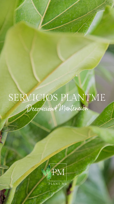 Servicios PlantMe 🌿