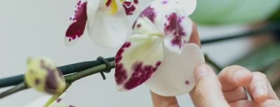 Orquídeas ¿Cómo cuidarlas?