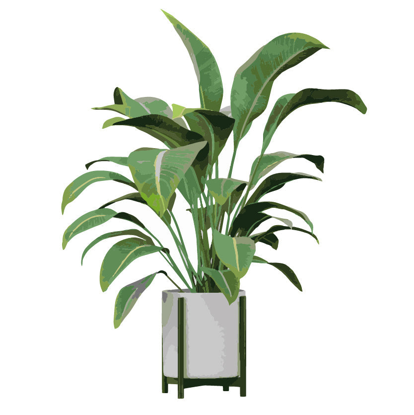 Plantas Exterior Grandes