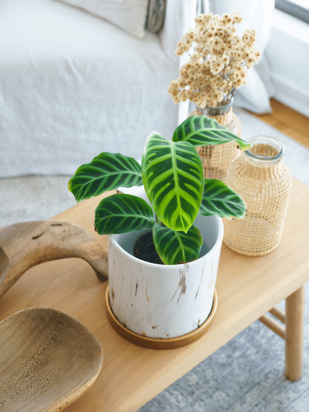 Sabrina (Calathea Zebrina)