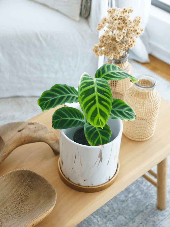 Sabrina (Calathea Zebrina)