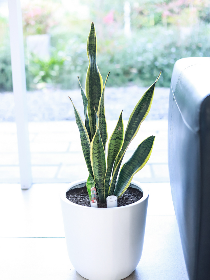 Susan L (Sansevieria)