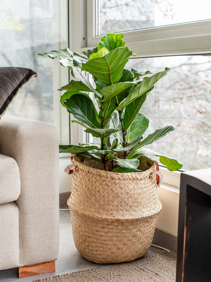 Fidel XL (Ficus Lyrata)
