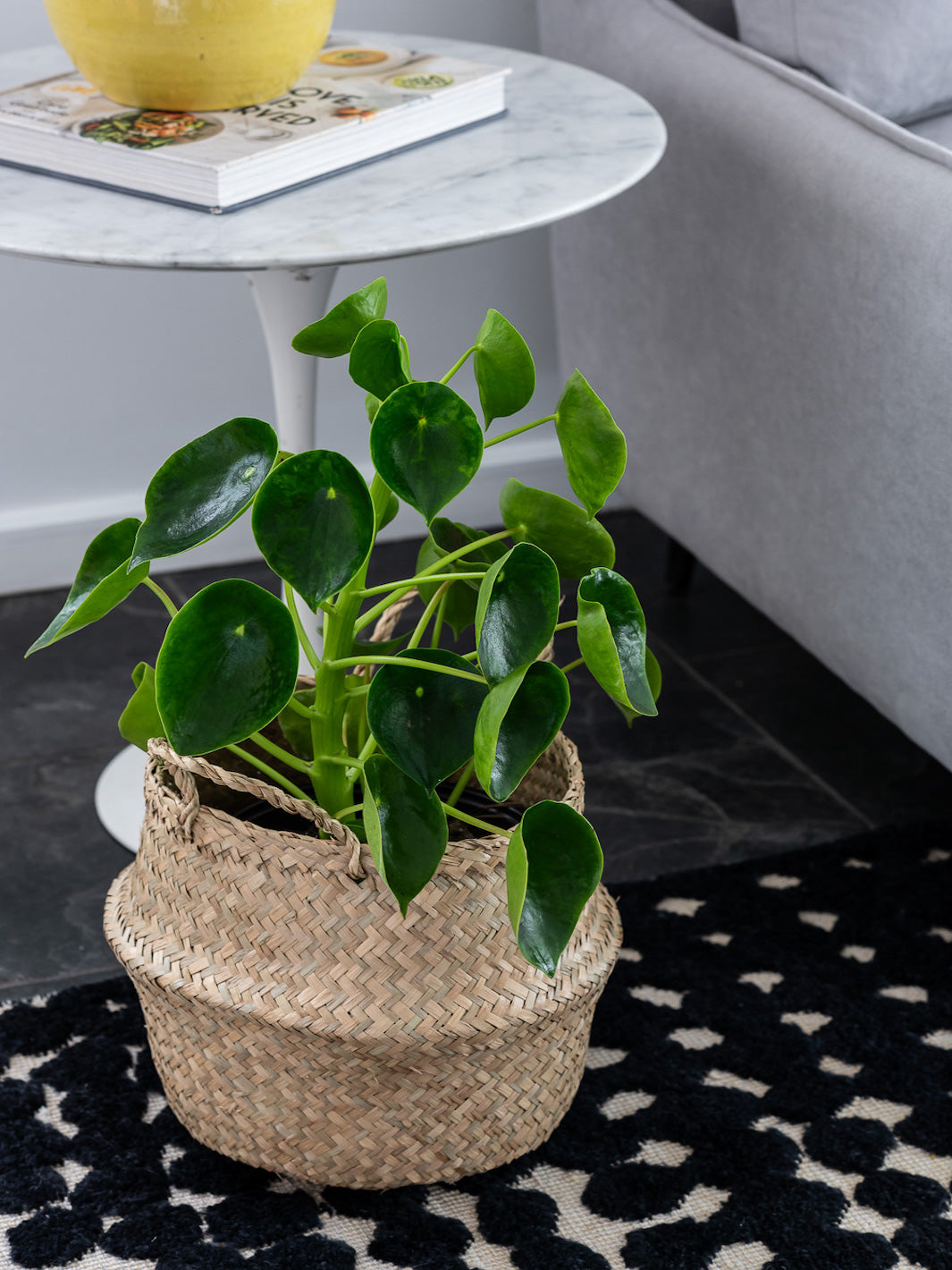 Perla L (Peperomia Cucharita)