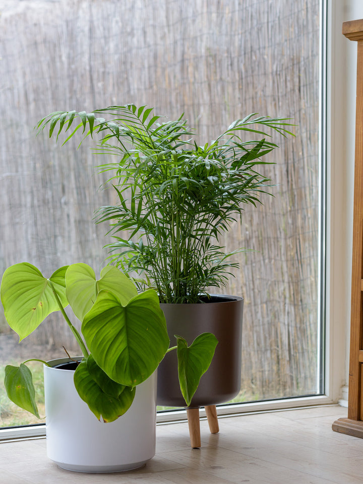 Frank (Philodendro Fragans)