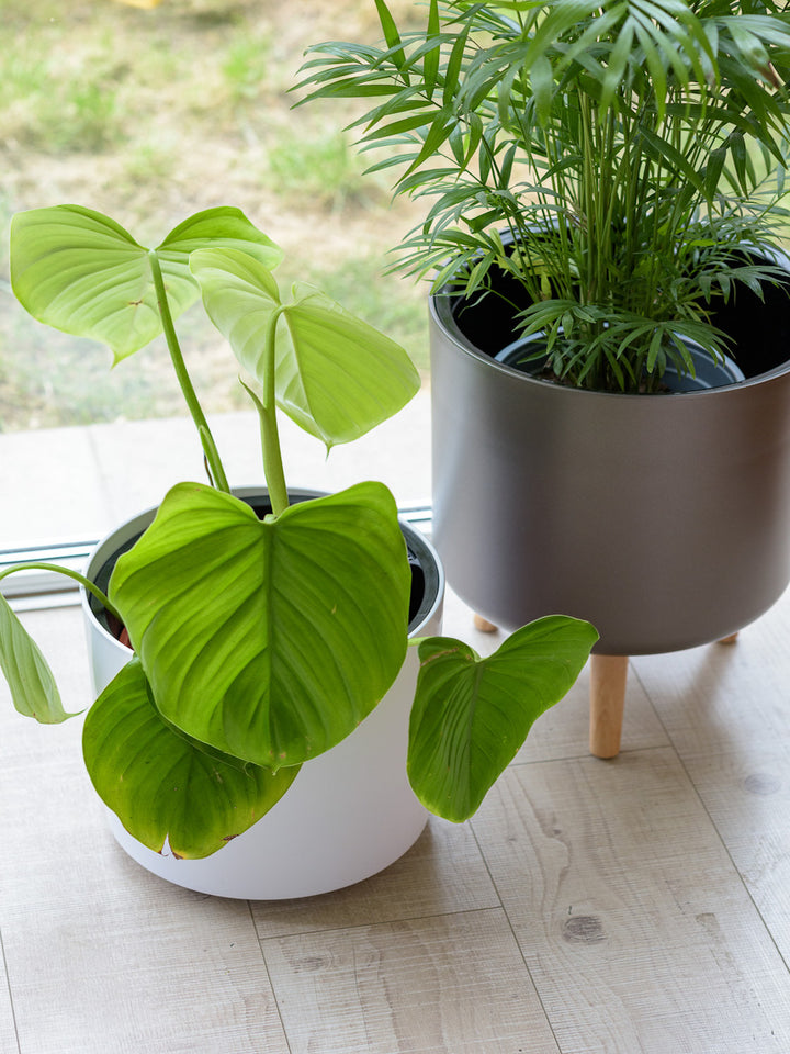 Frank (Philodendro Fragans)