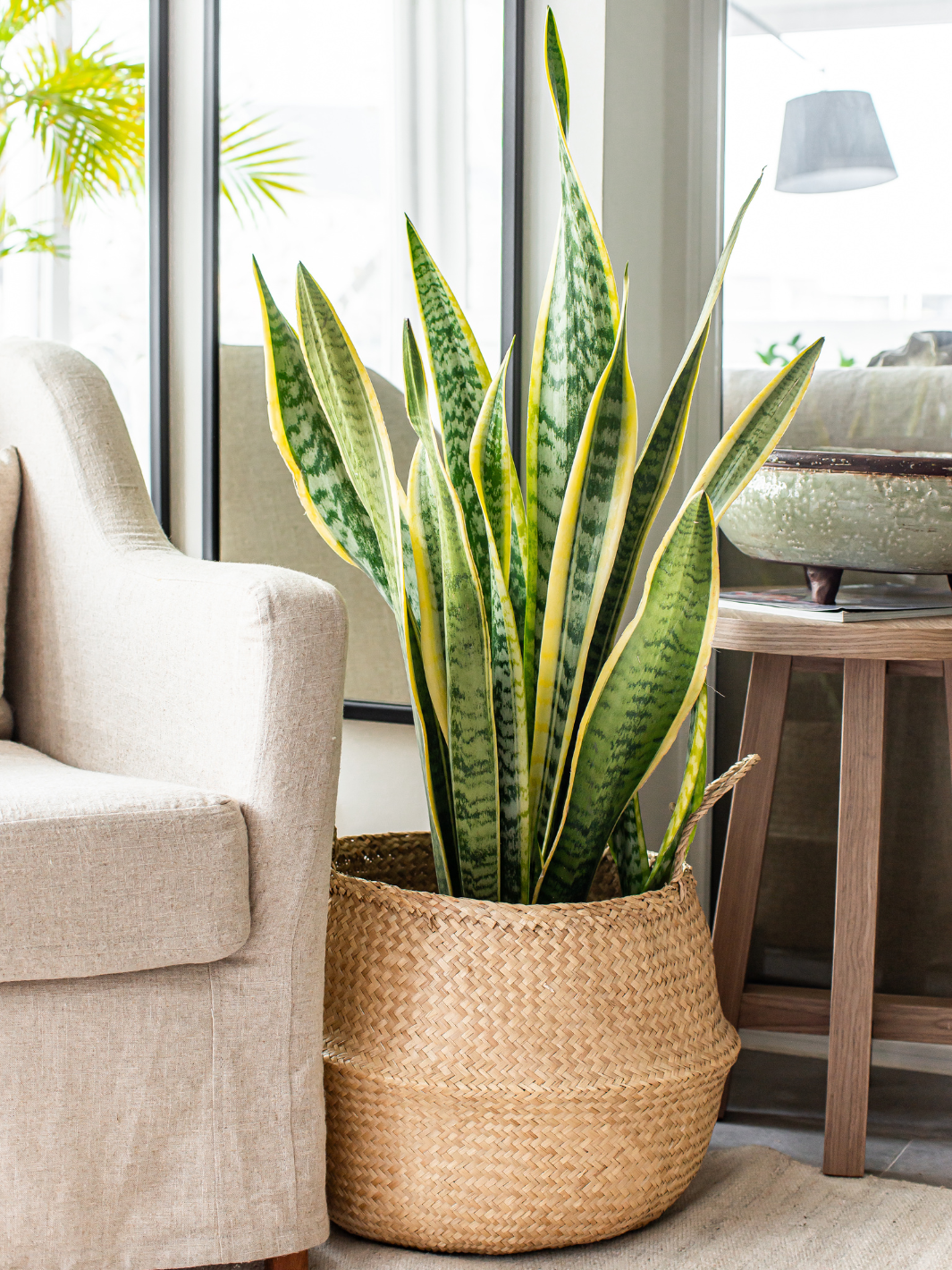 Susan XXL (Sansevieria)