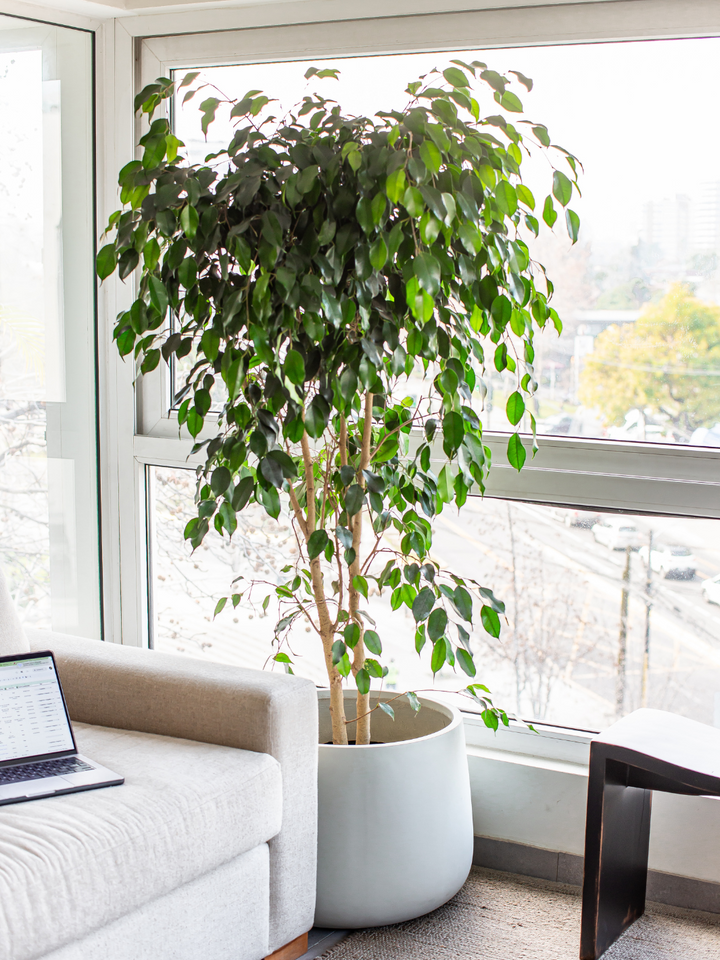 Bill XXL (Ficus Benjamina)