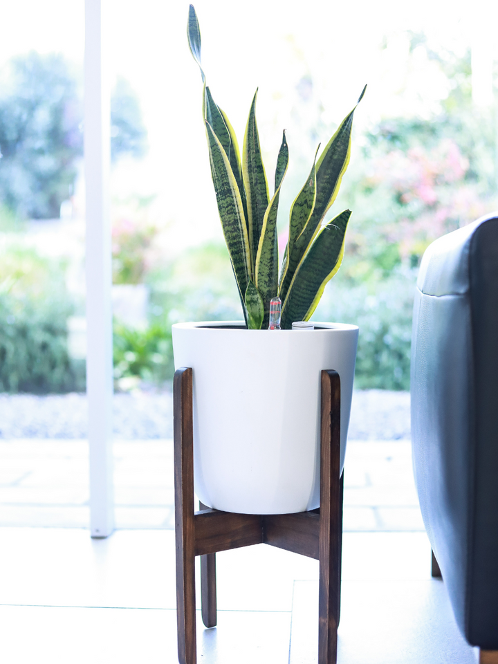 Susan L (Sansevieria)