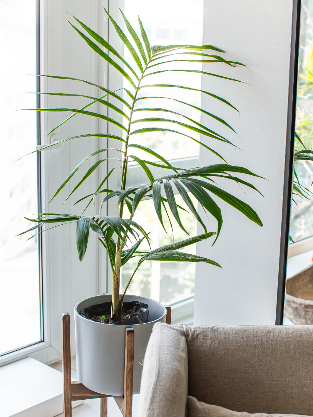 Kenny XL (Palmera Kentia)
