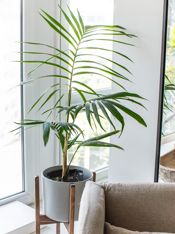 Kenny XL (Palmera Kentia)