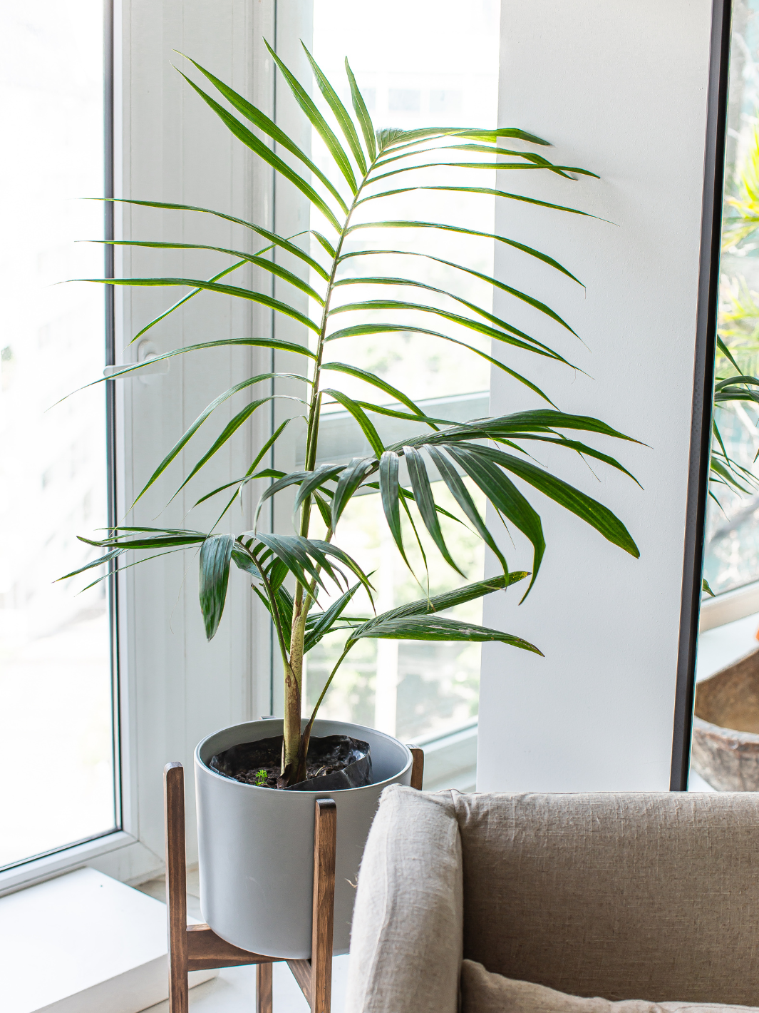 Kenny XL (Palmera Kentia)