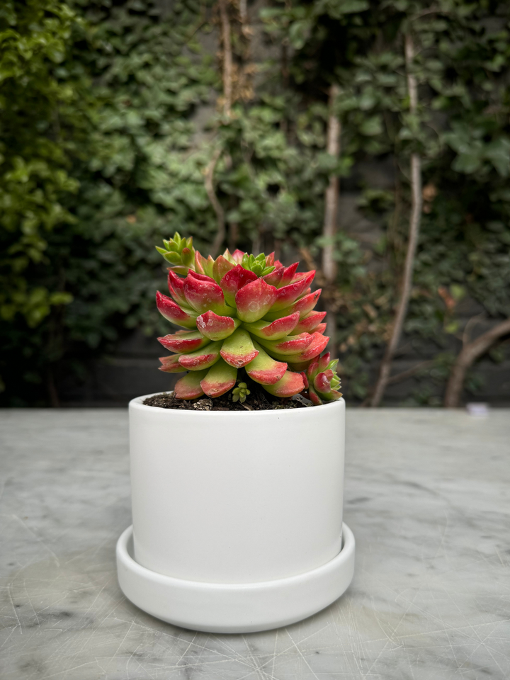 Pack de Zurich Blancos (Macetero de Ceramica)