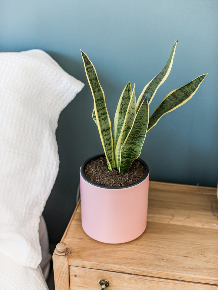 Susan L (Sansevieria)