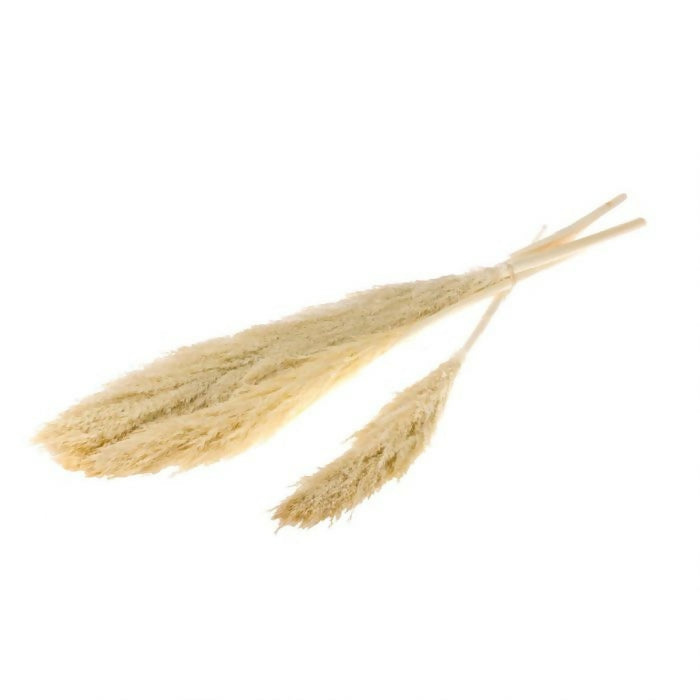 pampa plumablanca