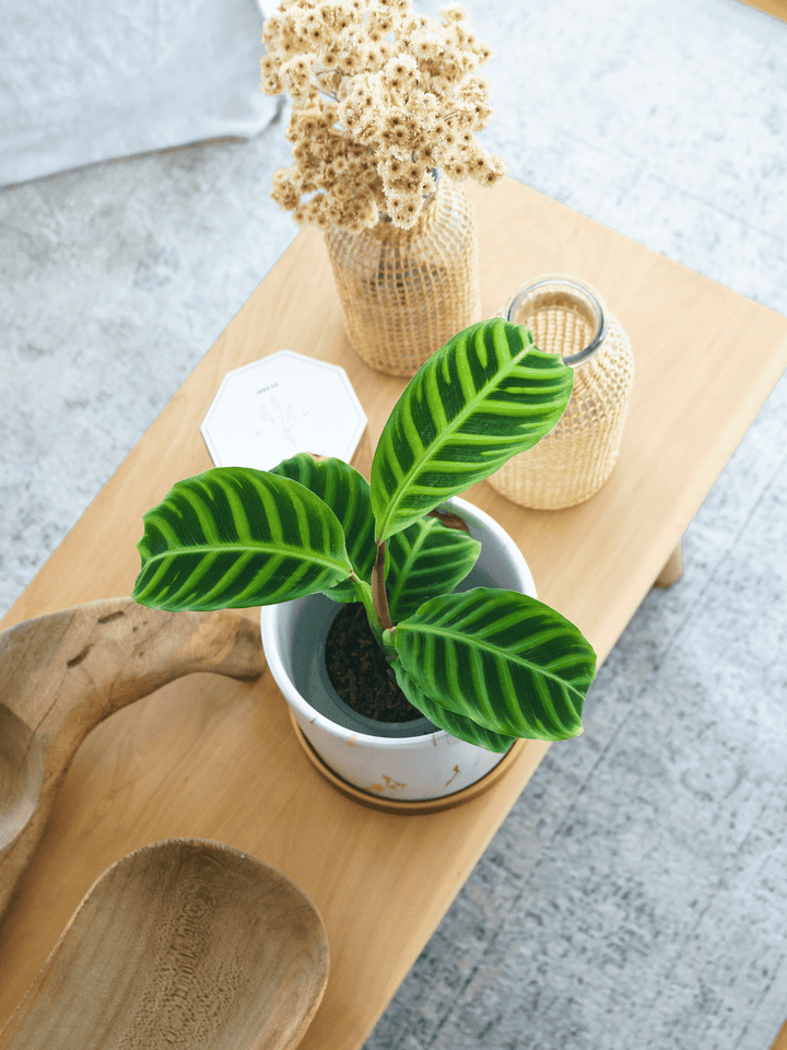 Sabrina (Calathea Zebrina)