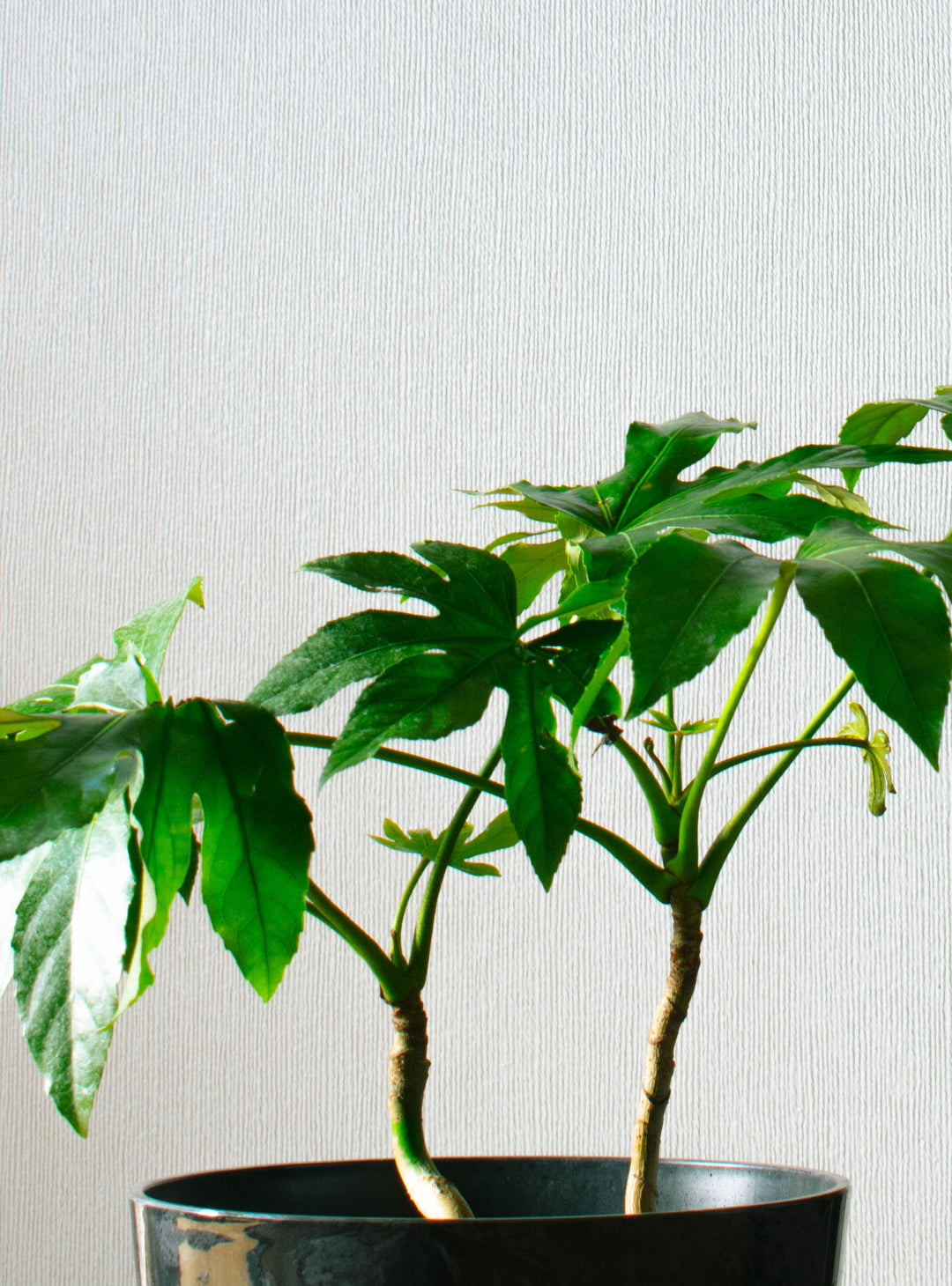 Ariana XL (Aralia Japonica)