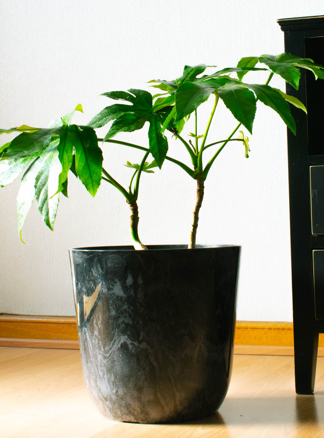 Ariana XL (Aralia Japonica)