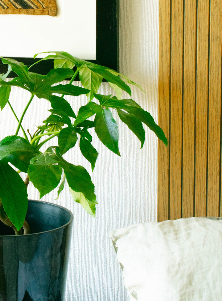 Ariana XL (Aralia Japonica)