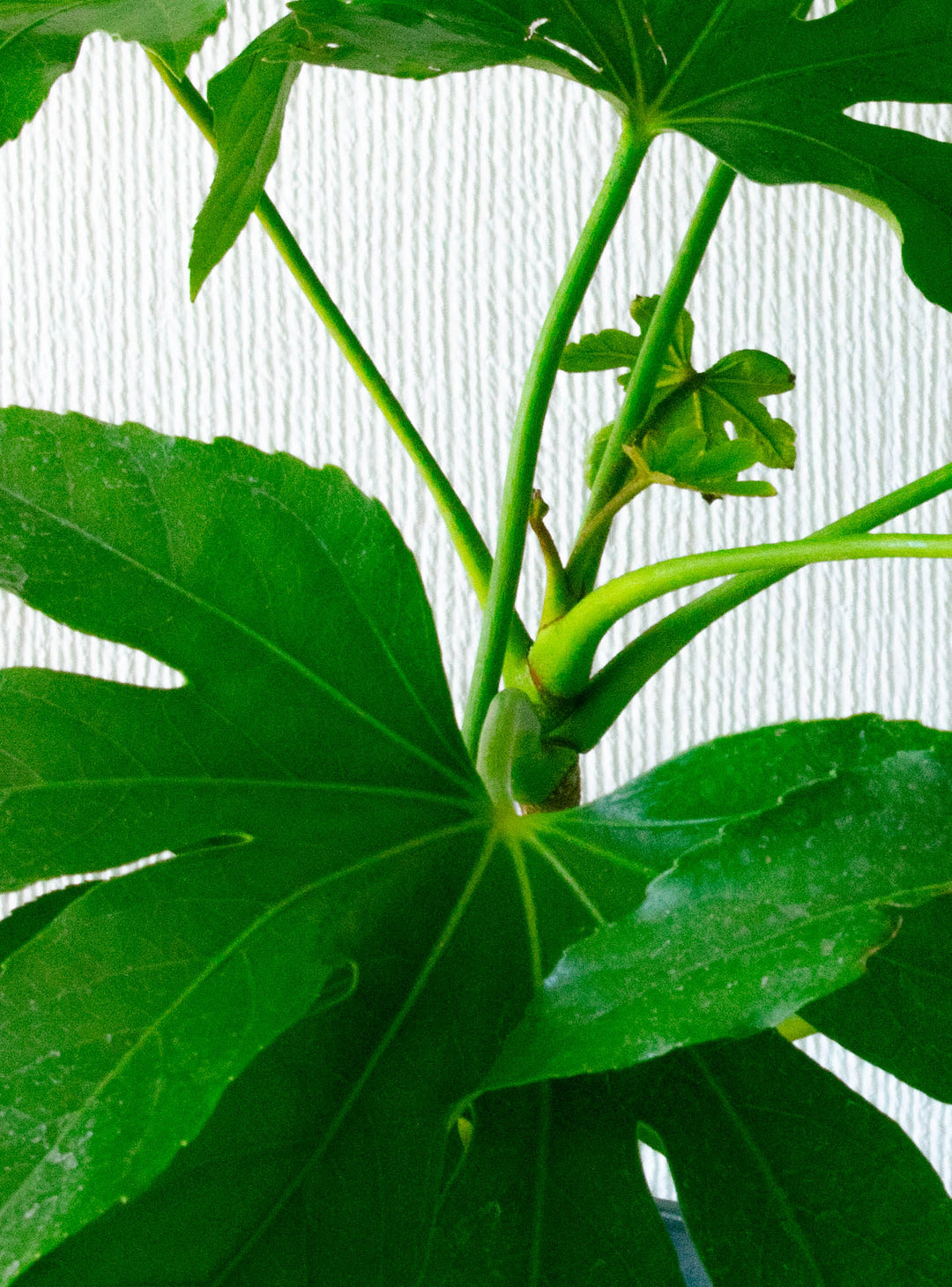 Ariana XL (Aralia Japonica)