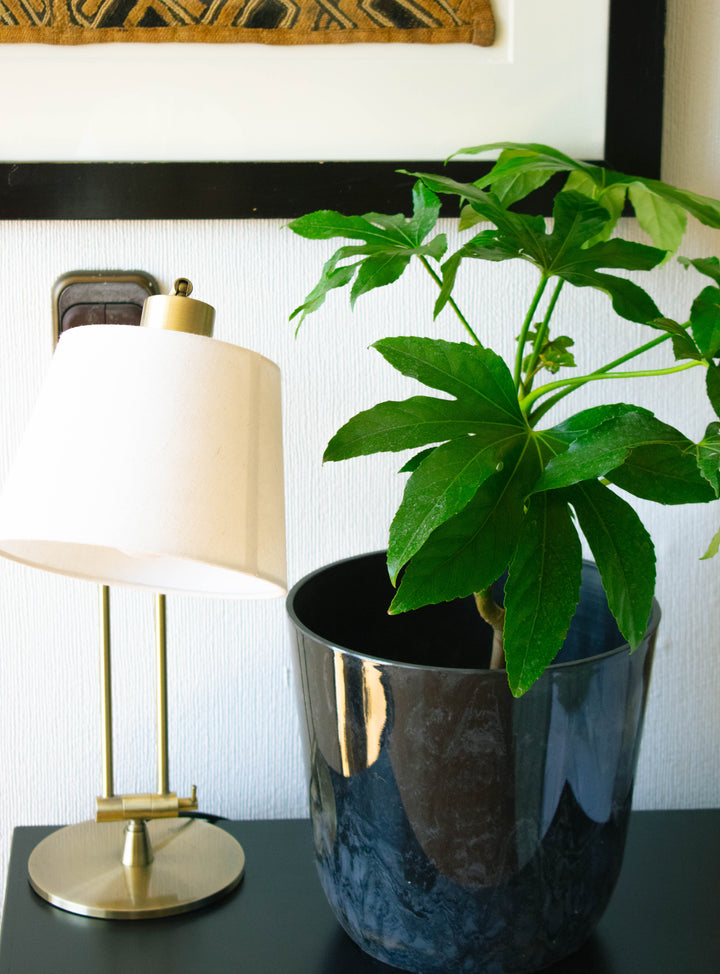 Ariana XL (Aralia Japonica)