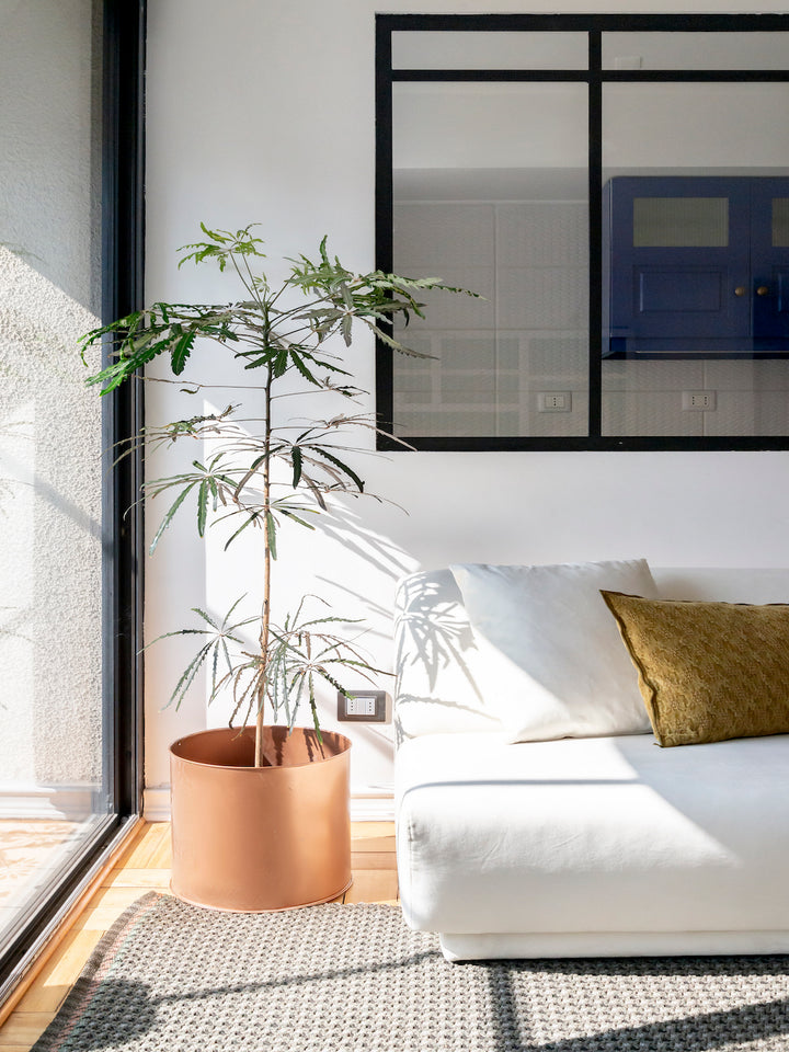 Aria XL (Aralia Elegantissima)