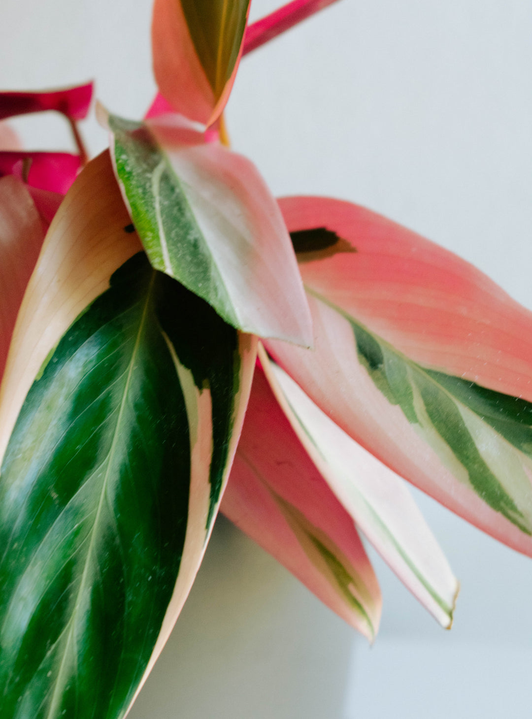 Cati (Calathea Triostar)