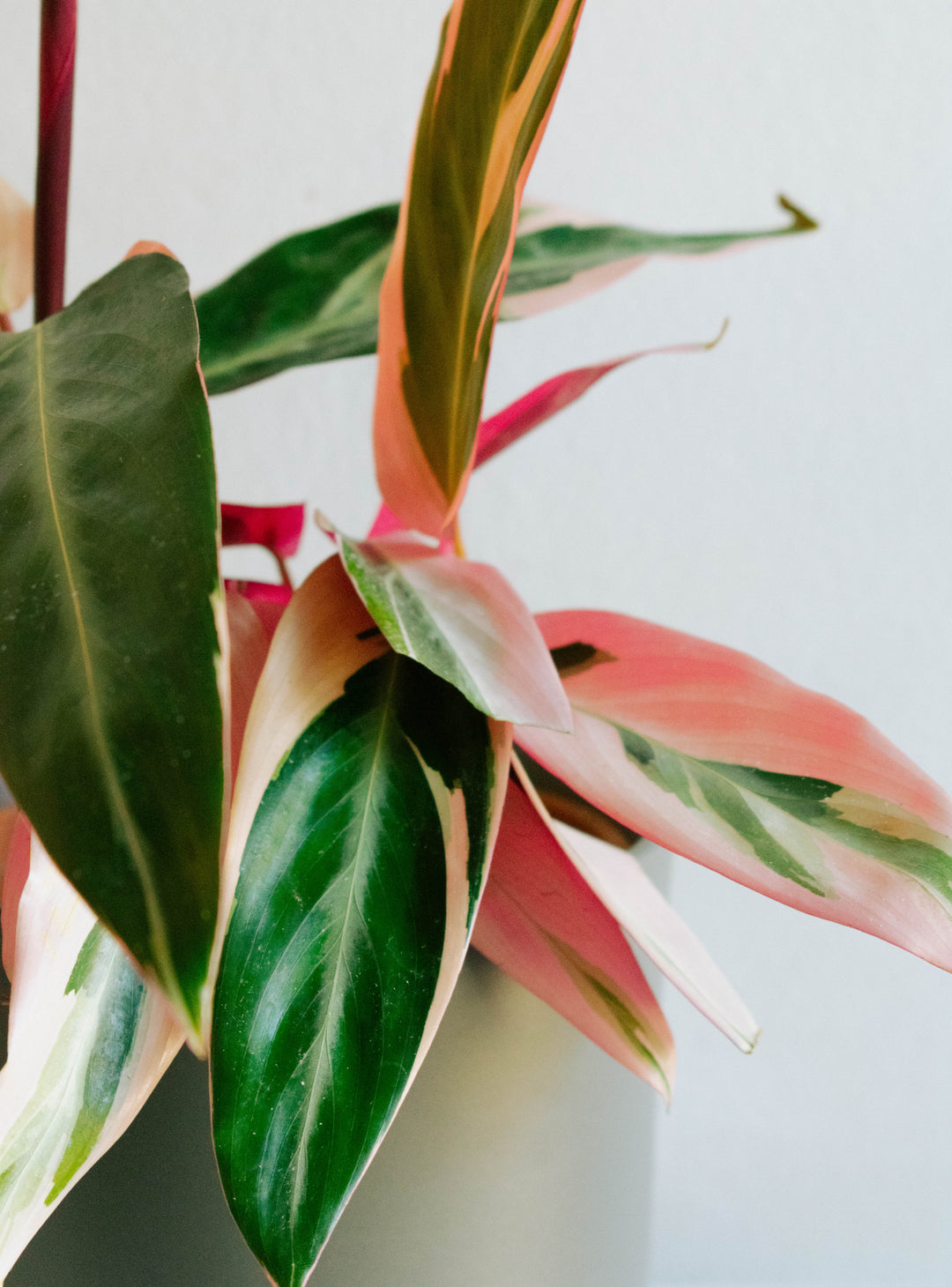 Cati (Calathea Triostar)