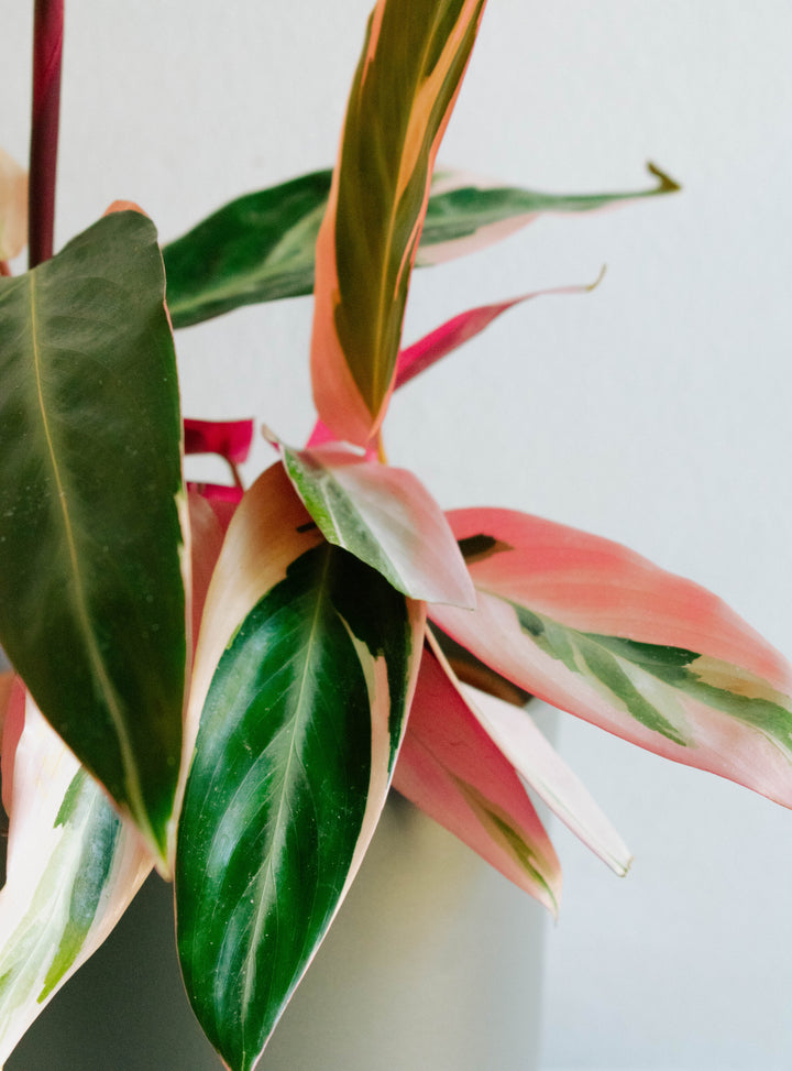 Cati (Calathea Triostar)