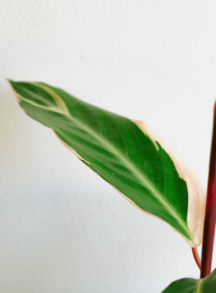 Cati (Calathea Triostar)