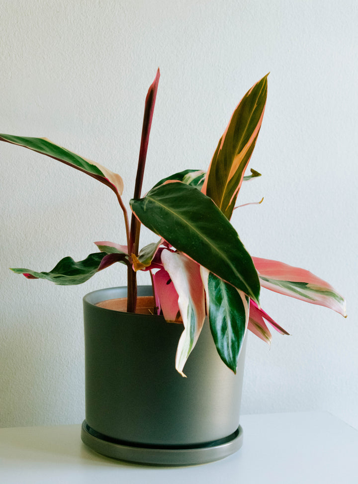 Cati (Calathea Triostar)