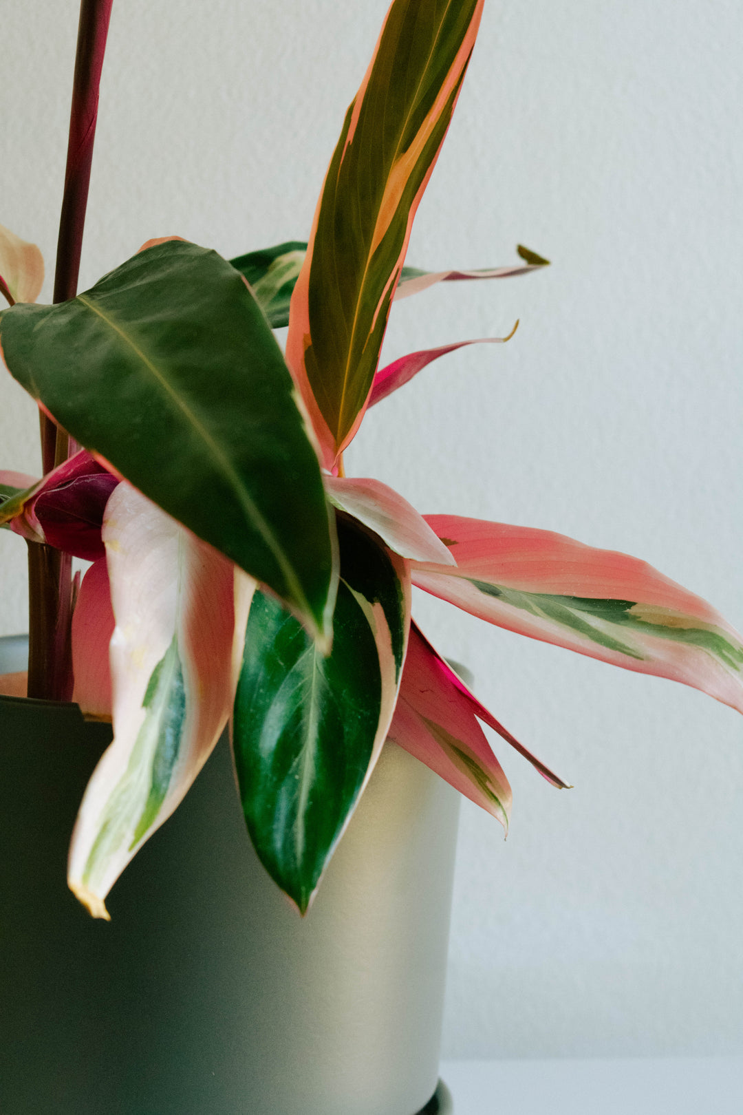 Cati (Calathea Triostar)