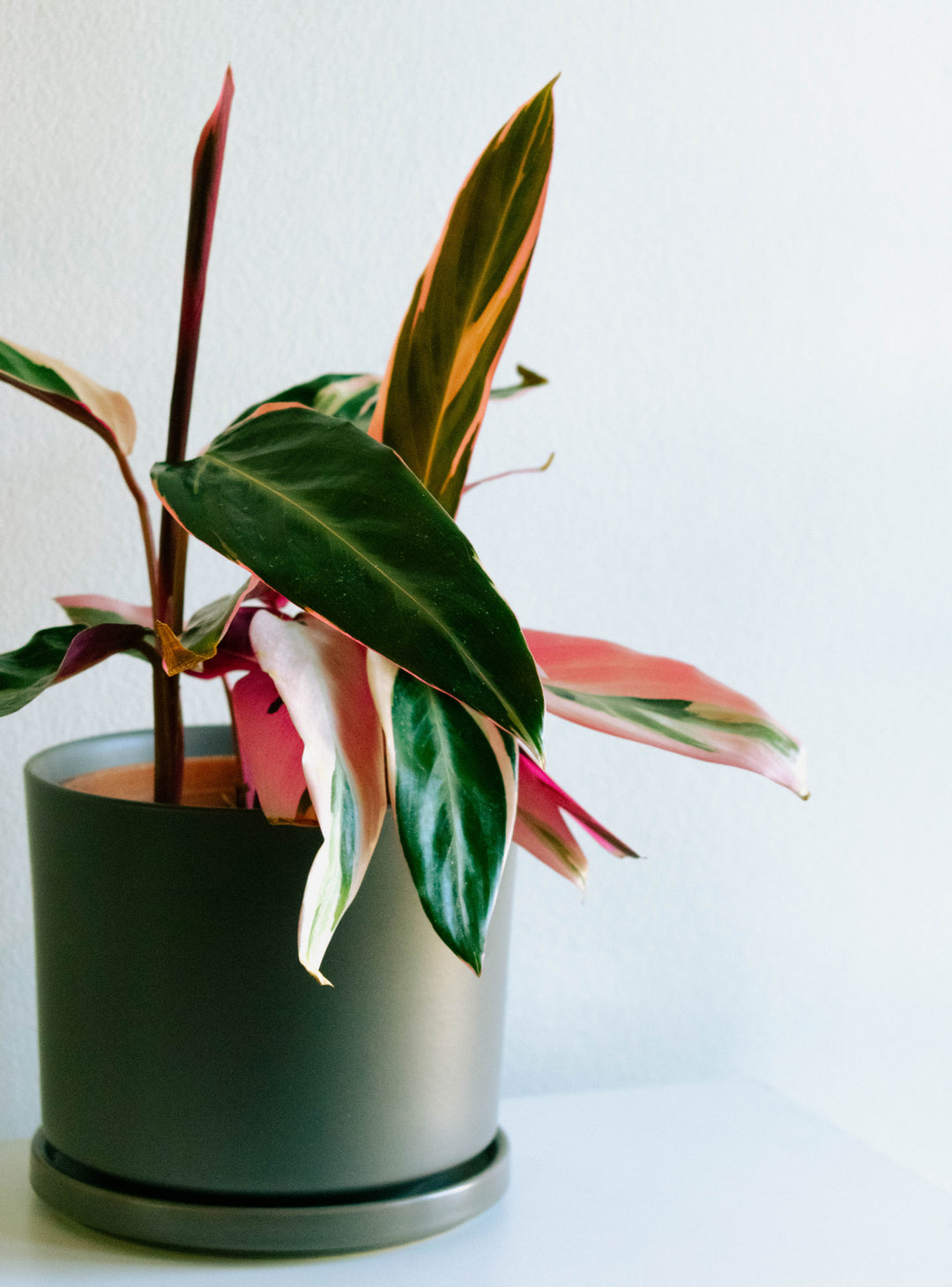 Cati (Calathea Triostar)