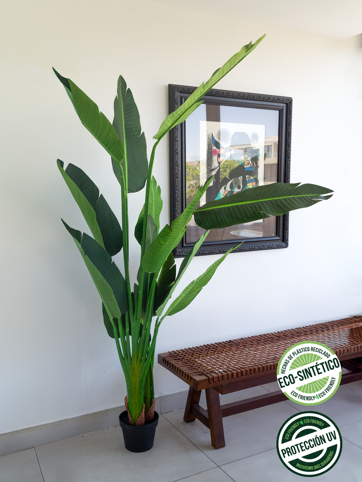 Strelitzia Nicolai 2.20 mts (Eco Sintetica)