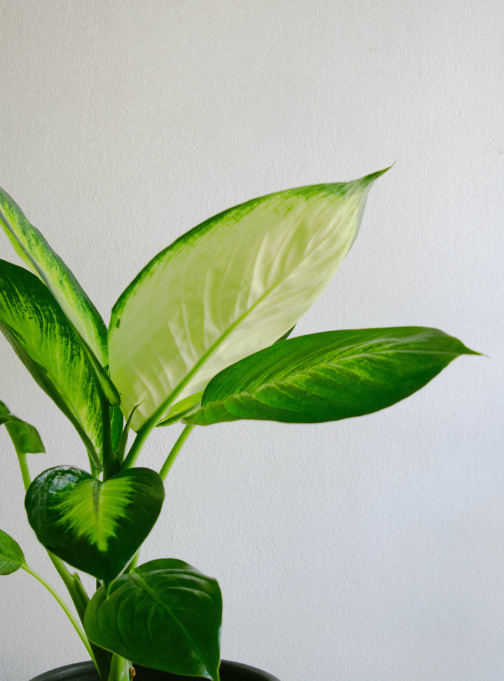 Diana (Dieffenbachia L)