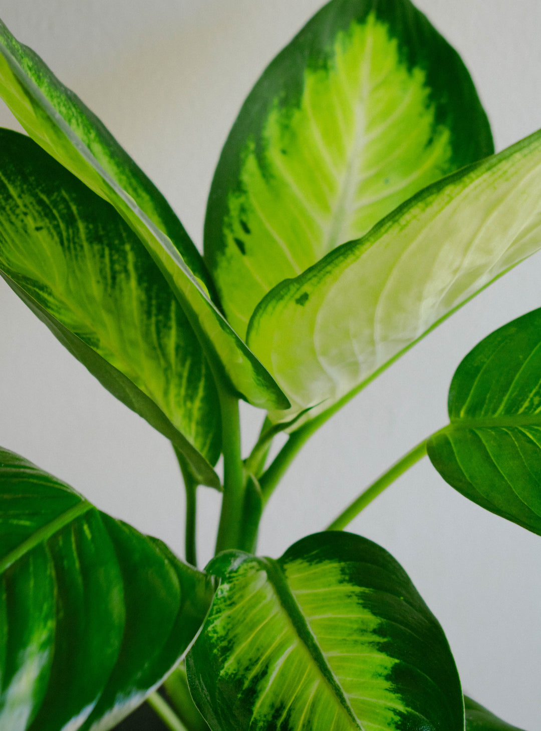 Diana (Dieffenbachia L)