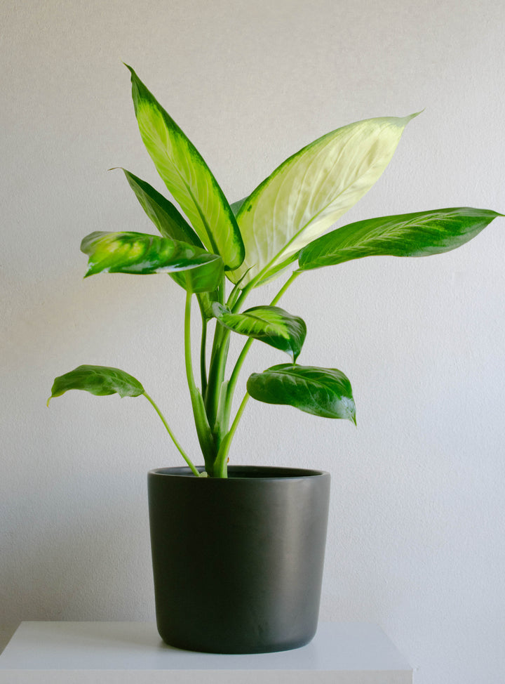 Diana (Dieffenbachia L)