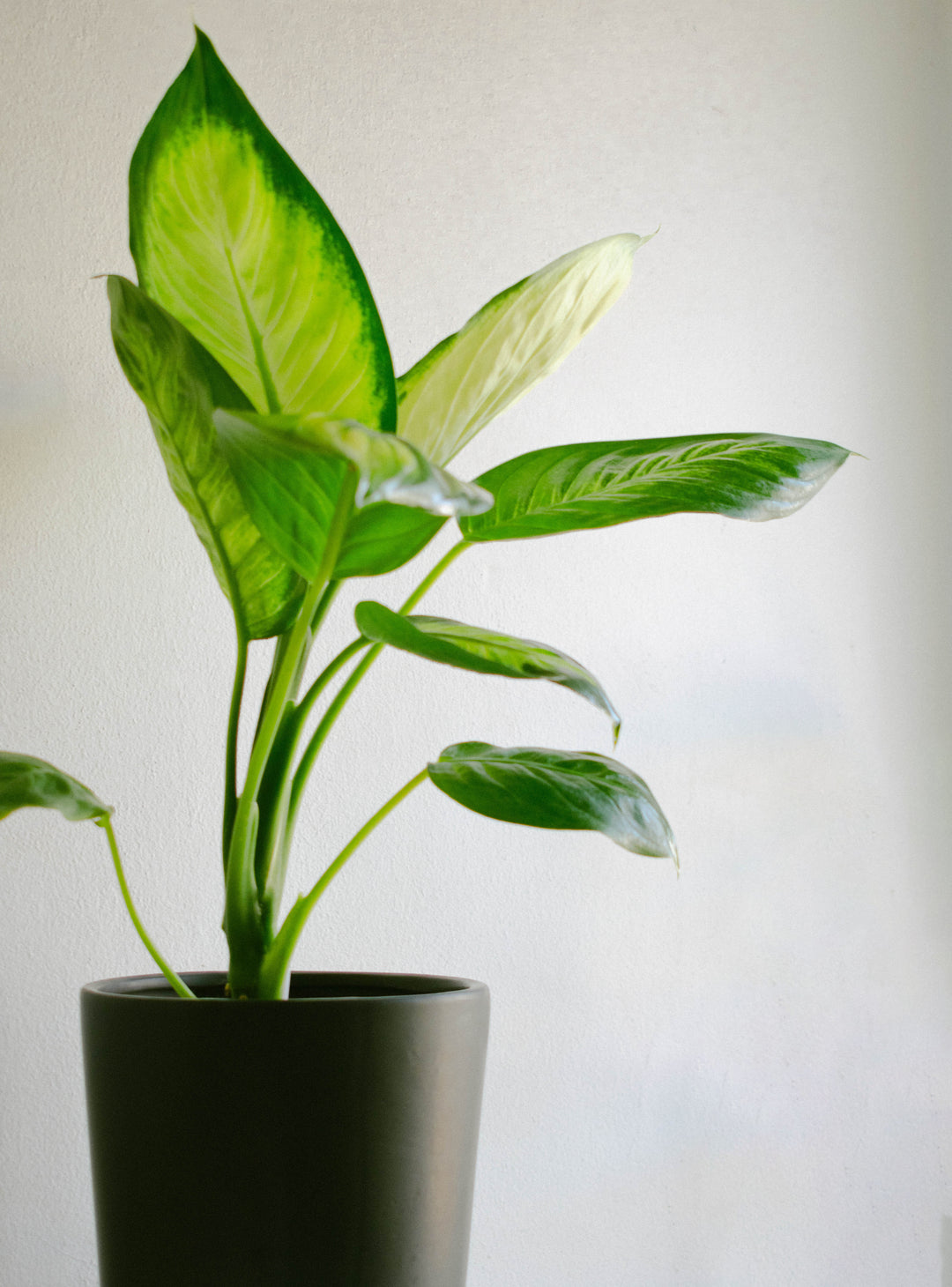 Diana (Dieffenbachia L)