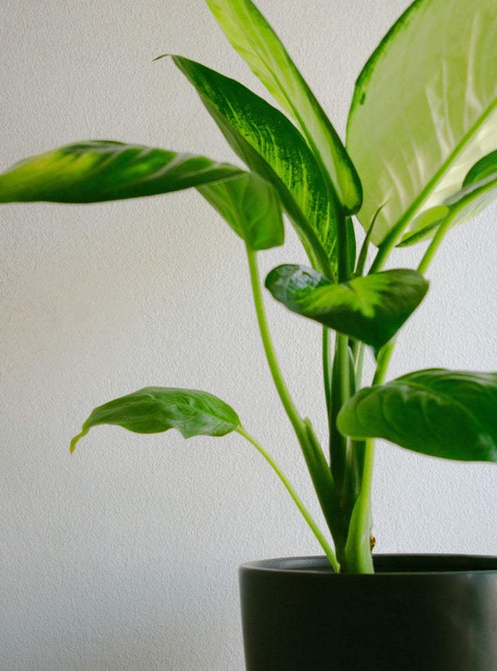 Diana (Dieffenbachia L)