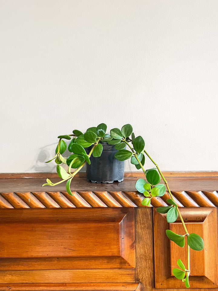 Esperanza (Peperomia Hope)