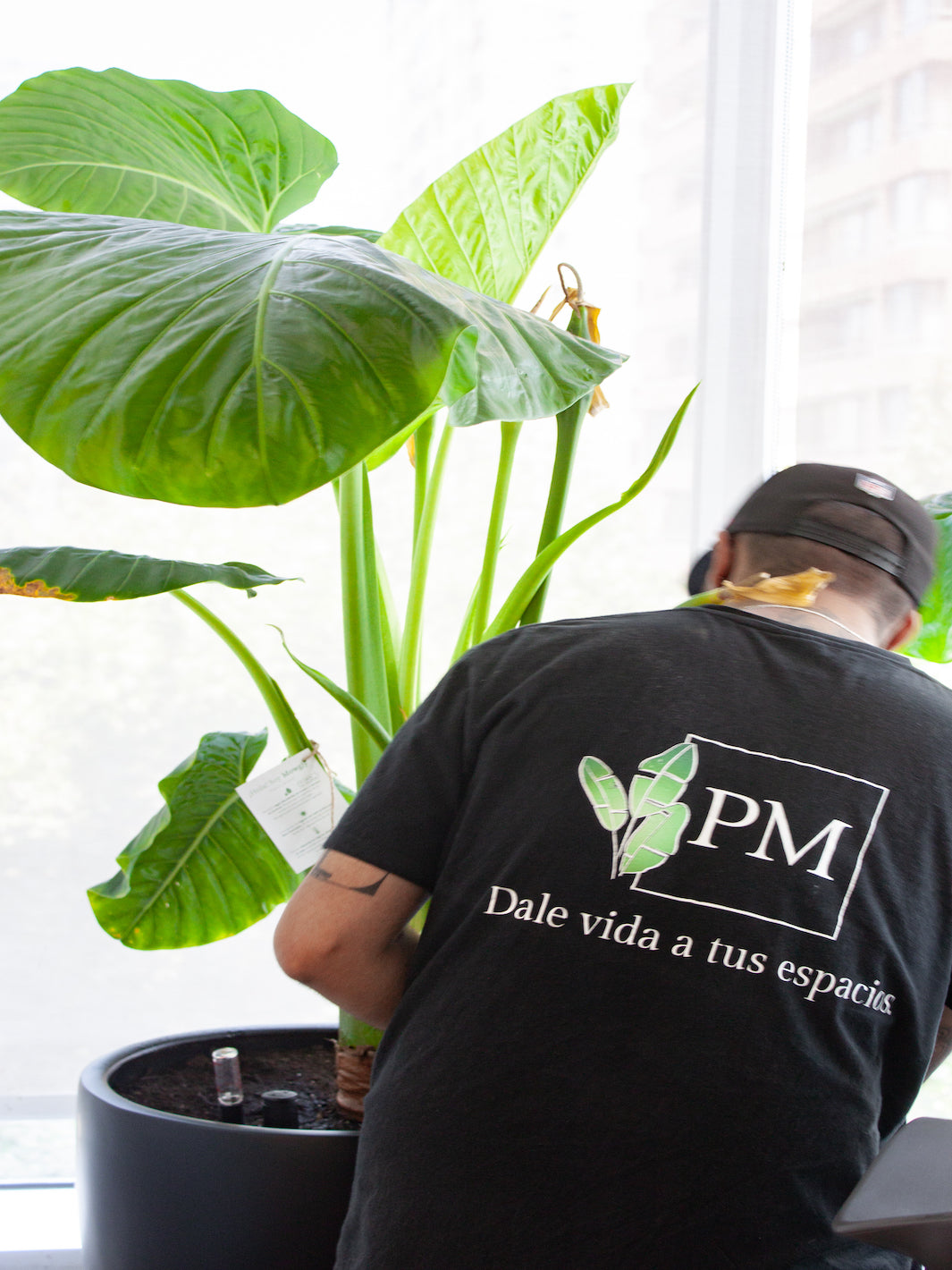 Mantención de Plantas