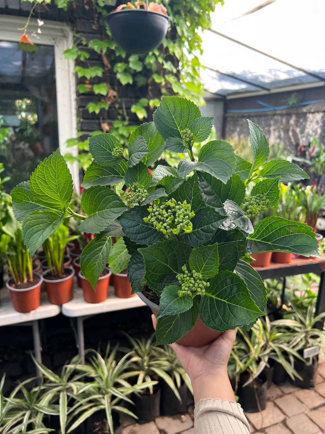 Hortensia M