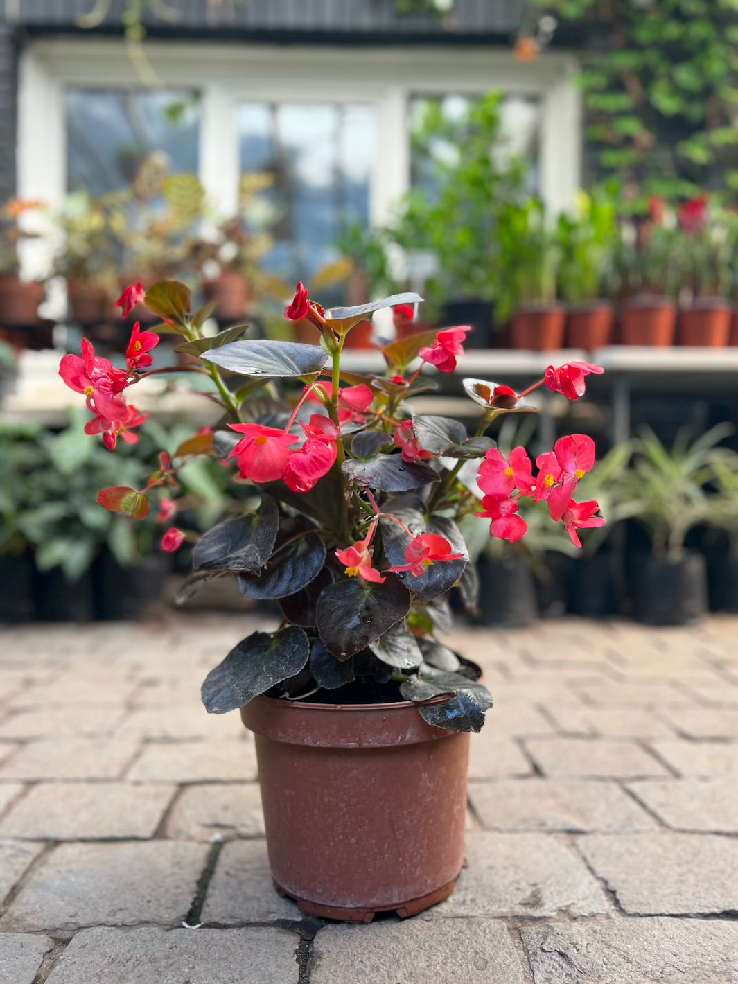 Bego (Begonia Dragon)