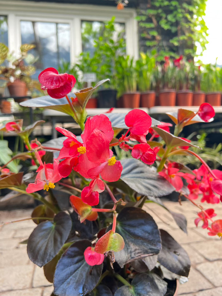 Bego (Begonia Dragon)