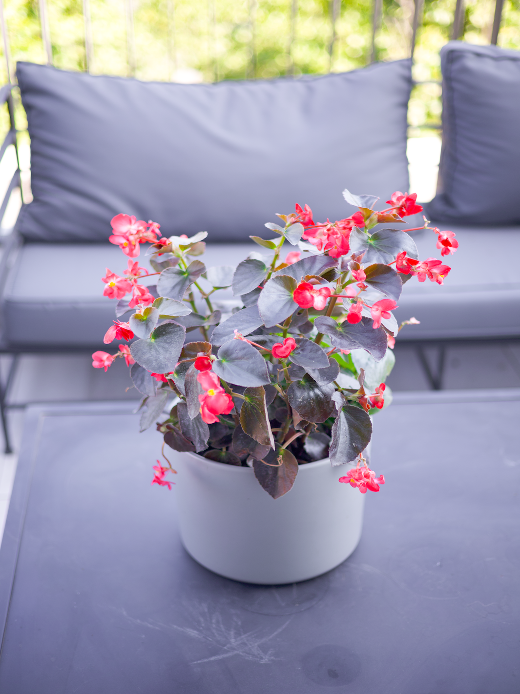 Bego (Begonia Dragon)