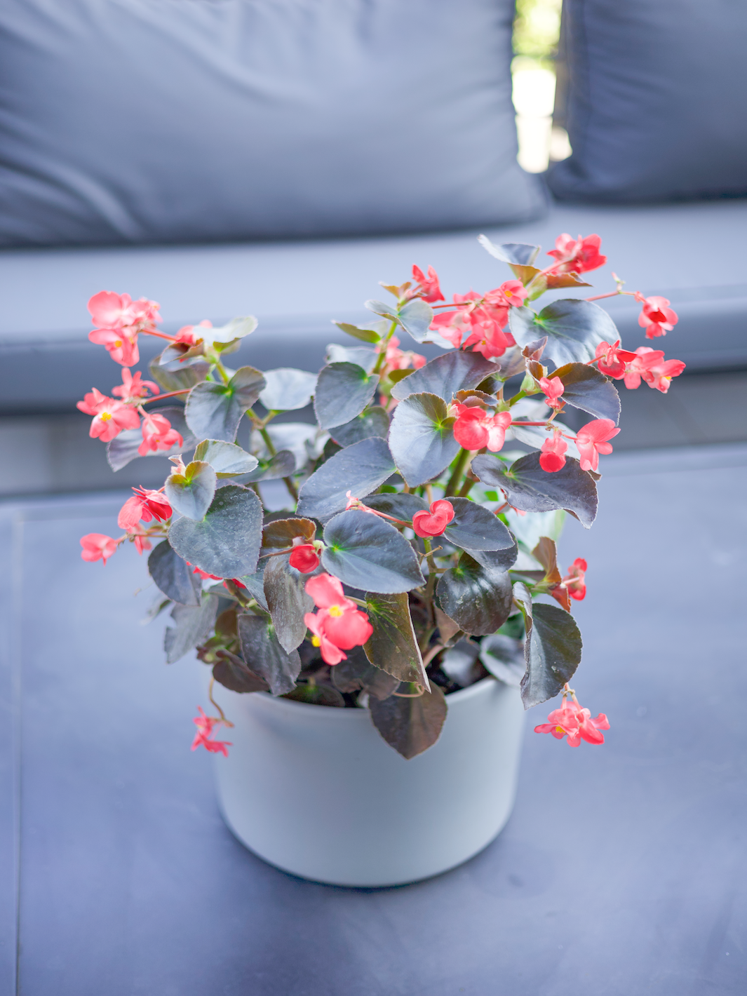 Bego (Begonia Dragon)