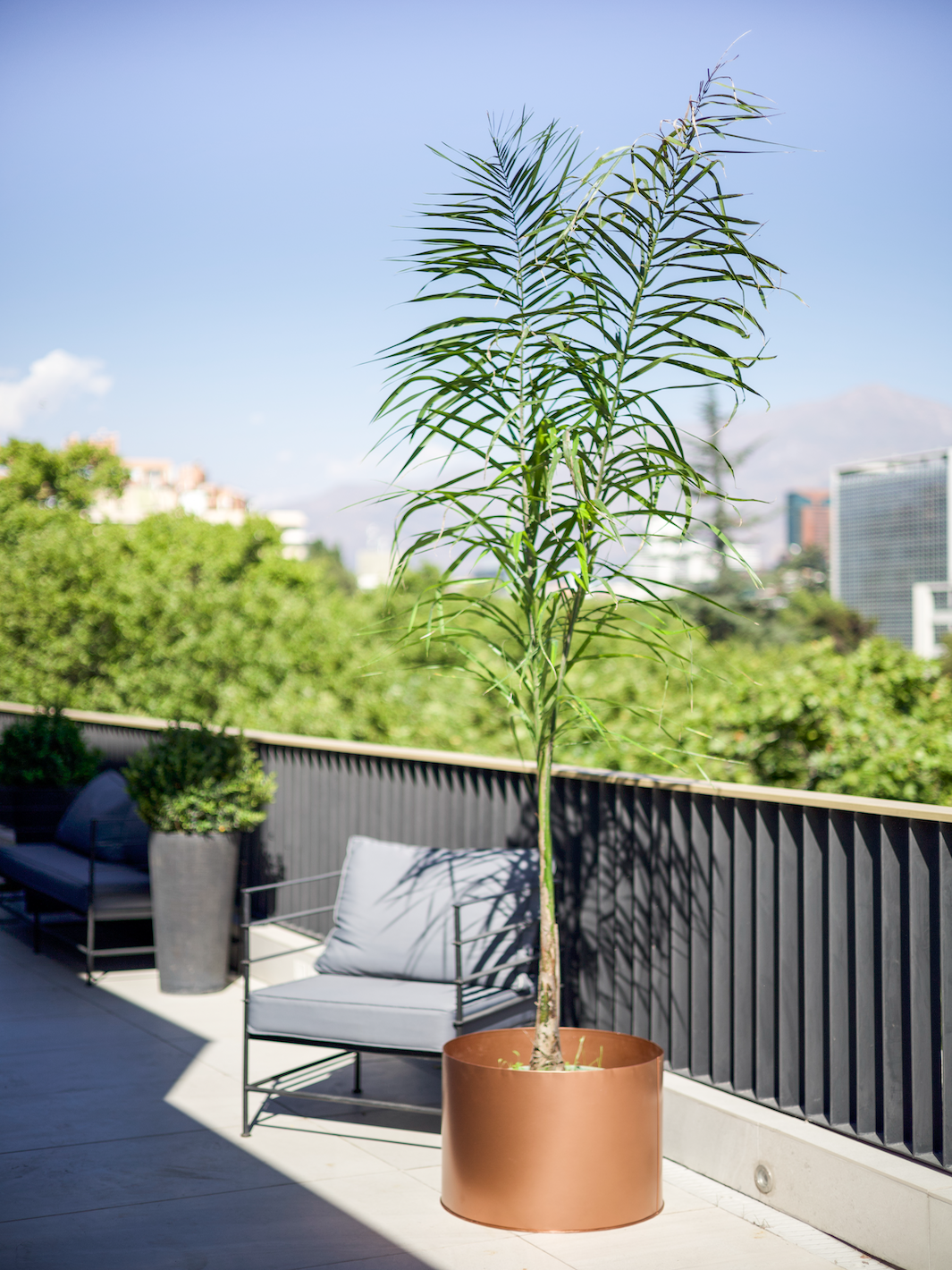 Paula (Palmera Cocos Plumosa)