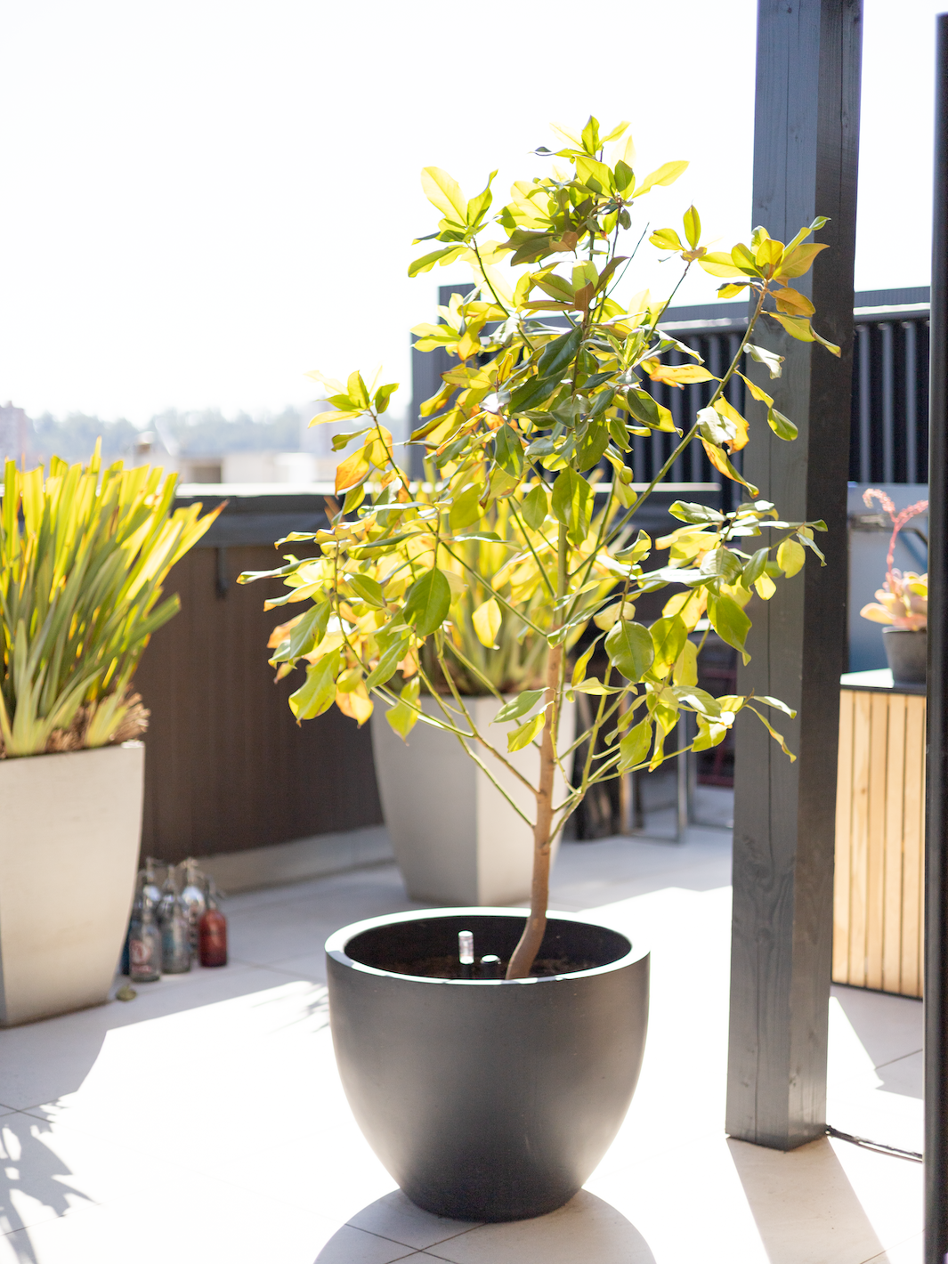 Magnolio Grandiflora XXL
