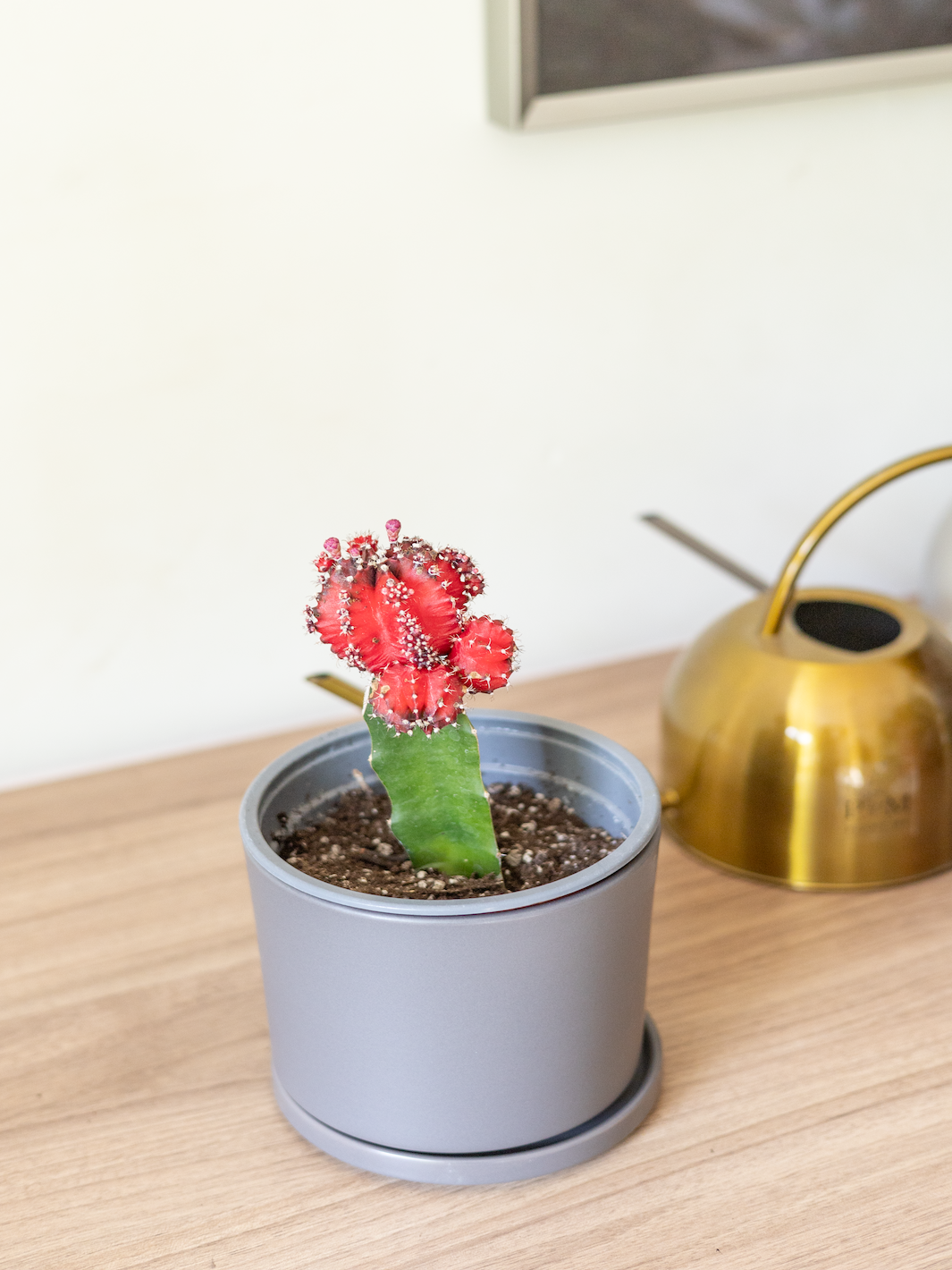 Cactus Injertado